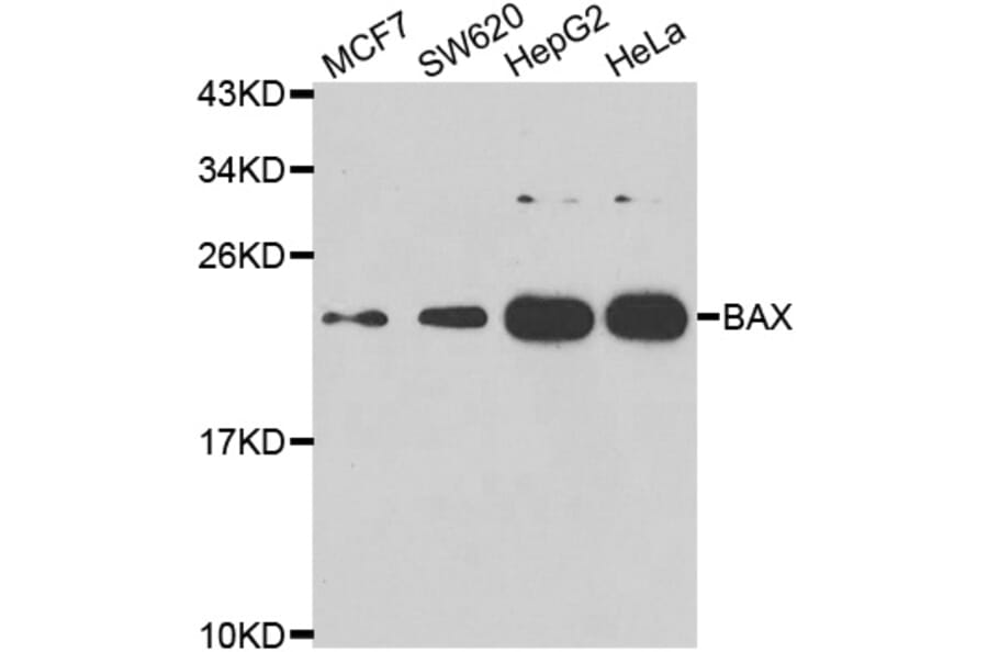 Western Blot - Anti-Bax Antibody (A283702) - Antibodies.com