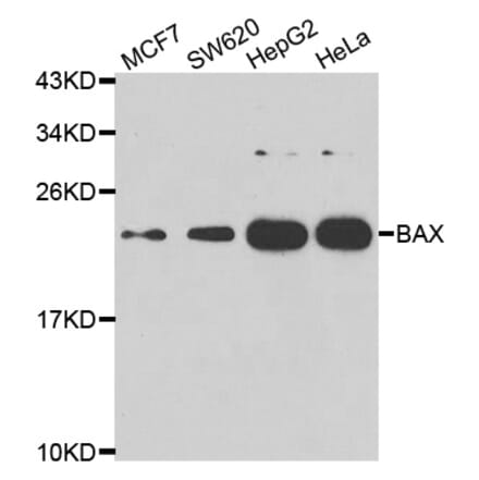 Western Blot - Anti-Bax Antibody (A283702) - Antibodies.com