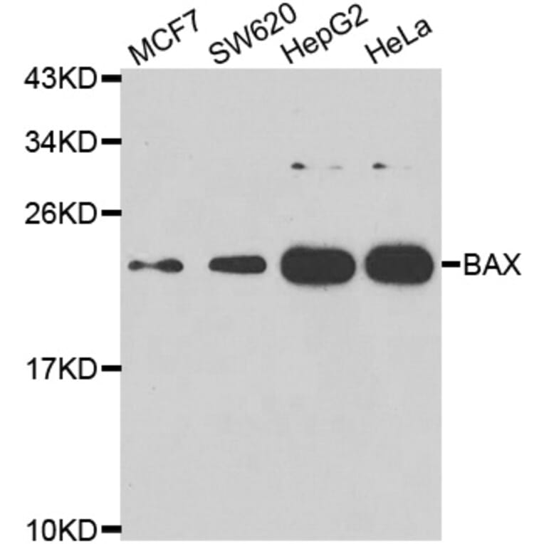 Western Blot - Anti-Bax Antibody (A283702) - Antibodies.com