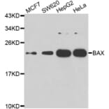 Western Blot - Anti-Bax Antibody (A283702) - Antibodies.com