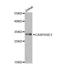 Western Blot - Anti-Caspase-3 Antibody (A283703) - Antibodies.com