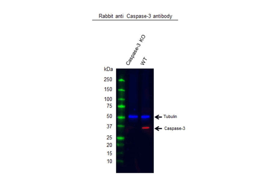 Western Blot - Anti-Caspase-3 Antibody (A283703) - Antibodies.com