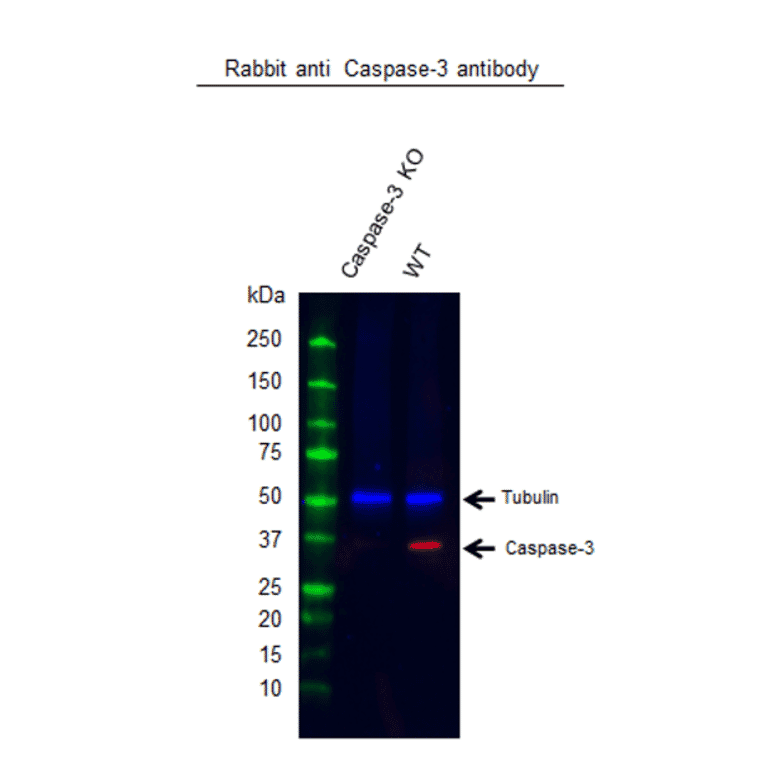 Western Blot - Anti-Caspase-3 Antibody (A283703) - Antibodies.com