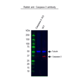 Western Blot - Anti-Caspase-3 Antibody (A283703) - Antibodies.com