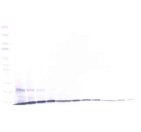 Western Blot - Anti-CCL23 Antibody - BSA and Azide free (A283738) - Antibodies.com