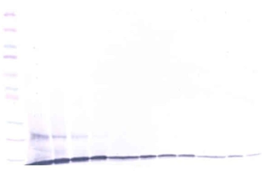 Western Blot - Anti-CCL23 Antibody - BSA and Azide free (A283738) - Antibodies.com