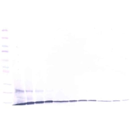 Western Blot - Anti-CCL23 Antibody - BSA and Azide free (A283738) - Antibodies.com