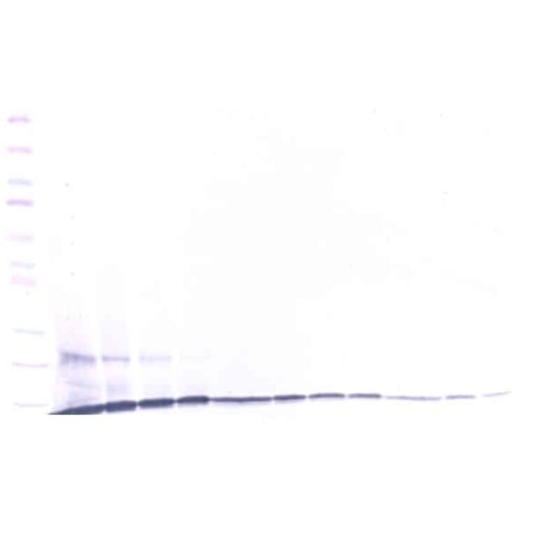 Western Blot - Anti-CCL23 Antibody - BSA and Azide free (A283738) - Antibodies.com