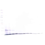 Western Blot - Anti-CCL23 Antibody - BSA and Azide free (A283738) - Antibodies.com