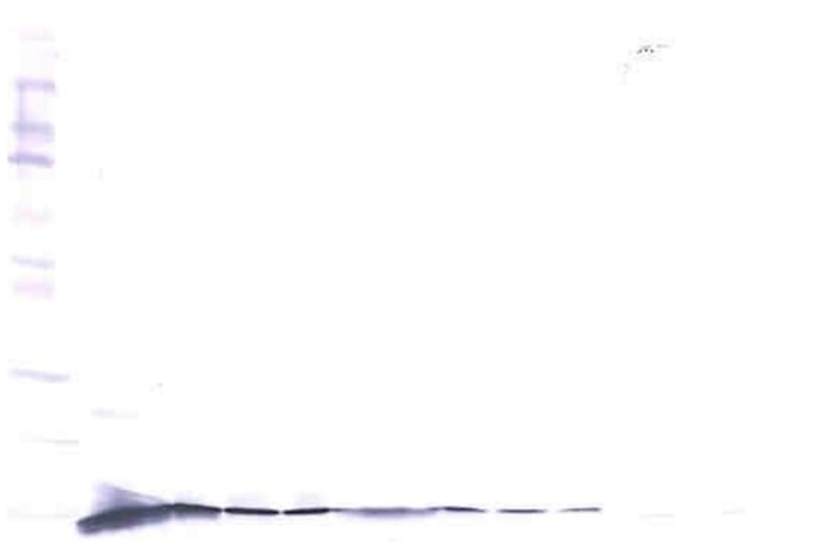 Western Blot - Anti-beta NGF Antibody - BSA and Azide free (A283754) - Antibodies.com
