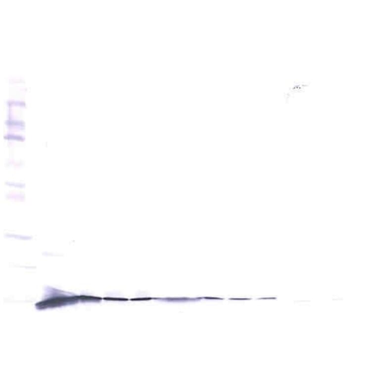 Western Blot - Anti-beta NGF Antibody - BSA and Azide free (A283754) - Antibodies.com