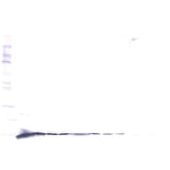 Western Blot - Anti-beta NGF Antibody - BSA and Azide free (A283754) - Antibodies.com
