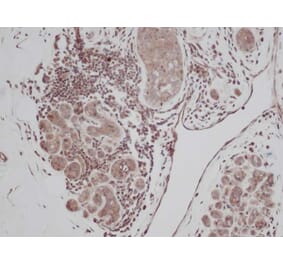 Immunohistochemistry - Anti-TGF alpha Antibody - BSA and Azide free (A283784) - Antibodies.com