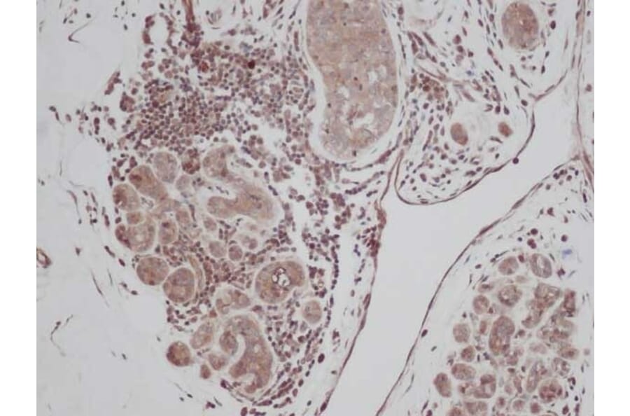 Immunohistochemistry - Anti-TGF alpha Antibody - BSA and Azide free (A283784) - Antibodies.com