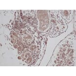 Immunohistochemistry - Anti-TGF alpha Antibody - BSA and Azide free (A283784) - Antibodies.com