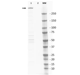 Western Blot - Anti-DNA PKcs Antibody (A283832) - Antibodies.com