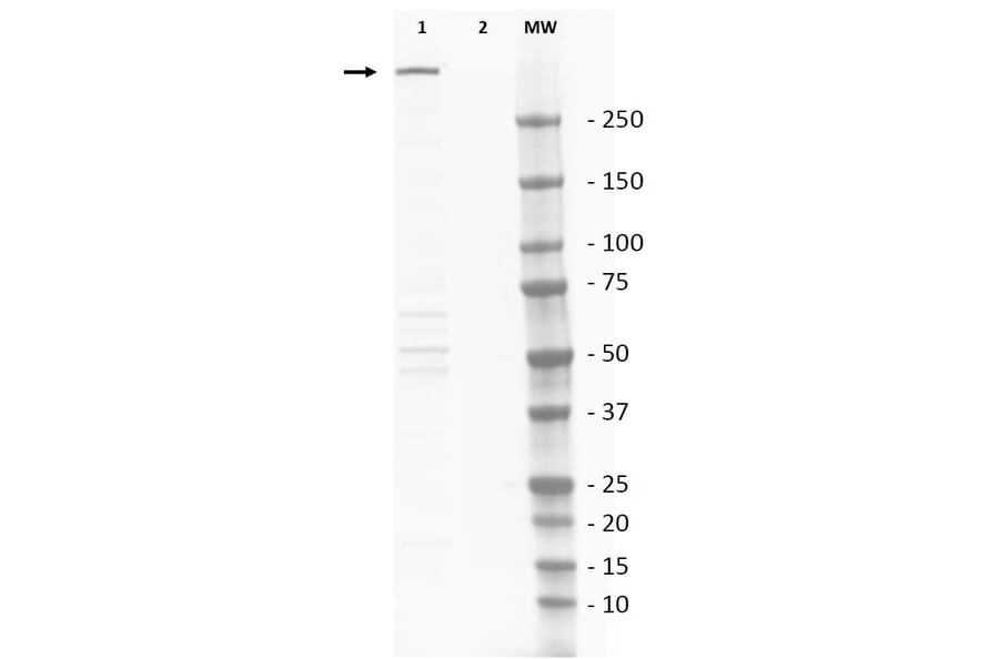 Western Blot - Anti-DNA PKcs Antibody (A283832) - Antibodies.com