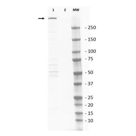 Western Blot - Anti-DNA PKcs Antibody (A283832) - Antibodies.com