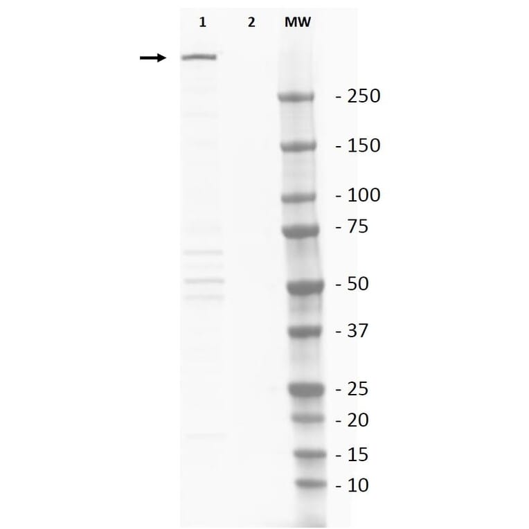 Western Blot - Anti-DNA PKcs Antibody (A283832) - Antibodies.com