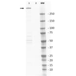 Western Blot - Anti-DNA PKcs Antibody (A283832) - Antibodies.com