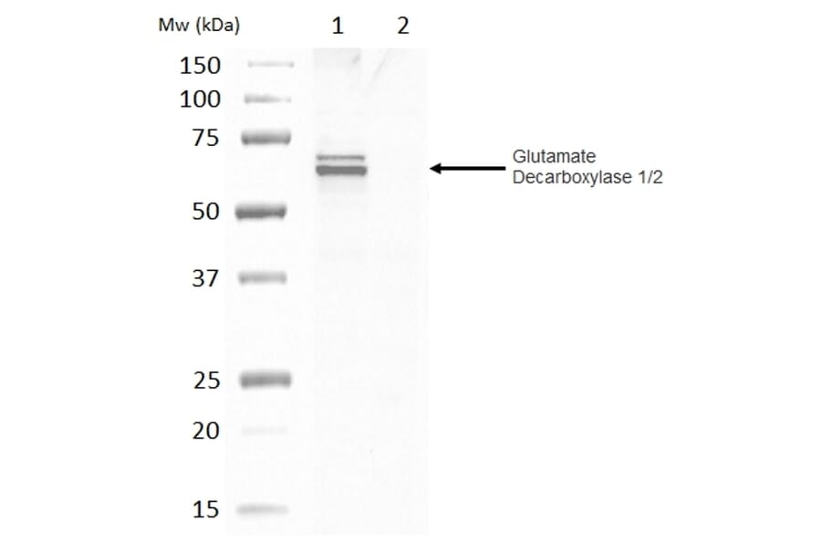Western Blot - Anti-GAD65 + GAD67 Antibody (A283835) - Antibodies.com