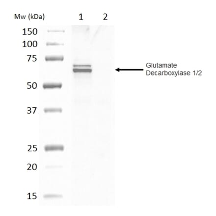 Western Blot - Anti-GAD65 + GAD67 Antibody (A283835) - Antibodies.com