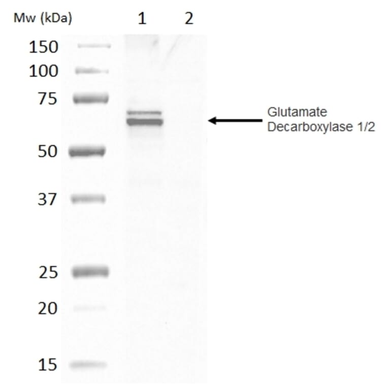 Western Blot - Anti-GAD65 + GAD67 Antibody (A283835) - Antibodies.com