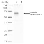 Western Blot - Anti-GAD65 + GAD67 Antibody (A283835) - Antibodies.com