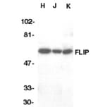 Western Blot - Anti-FLIP Antibody (A283850) - Antibodies.com