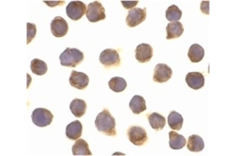 Immunocytochemistry - Anti-FLIP Antibody (A283850) - Antibodies.com