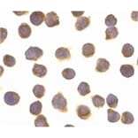 Immunocytochemistry - Anti-FLIP Antibody (A283850) - Antibodies.com