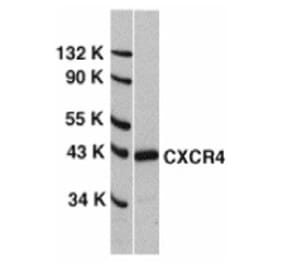 Western Blot - Anti-CXCR4 Antibody (A283856) - Antibodies.com