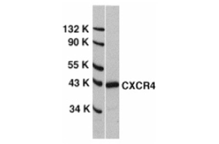 Western Blot - Anti-CXCR4 Antibody (A283856) - Antibodies.com