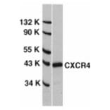 Western Blot - Anti-CXCR4 Antibody (A283856) - Antibodies.com