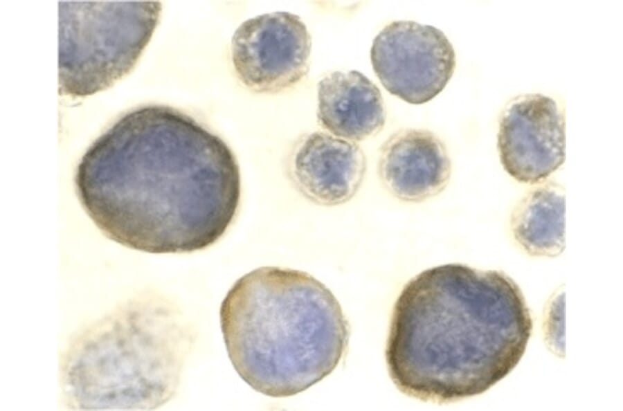 Immunocytochemistry - Anti-CXCR4 Antibody (A283856) - Antibodies.com