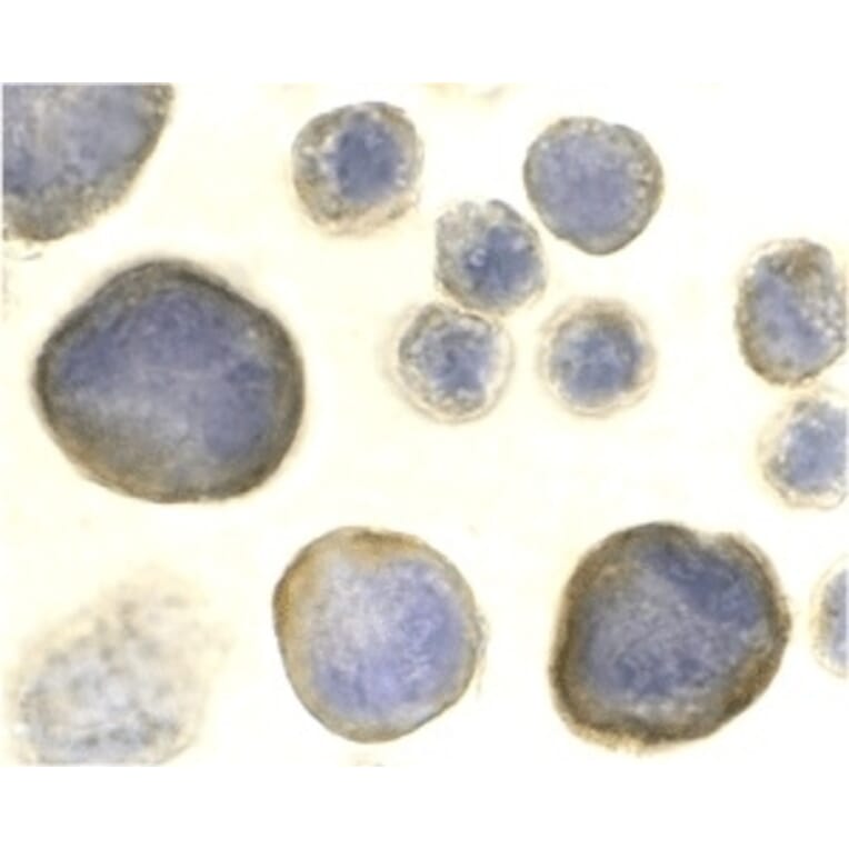 Immunocytochemistry - Anti-CXCR4 Antibody (A283856) - Antibodies.com