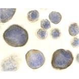 Immunocytochemistry - Anti-CXCR4 Antibody (A283856) - Antibodies.com