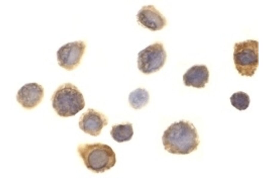 Immunocytochemistry - Anti-SIRP alpha Antibody (A283857) - Antibodies.com