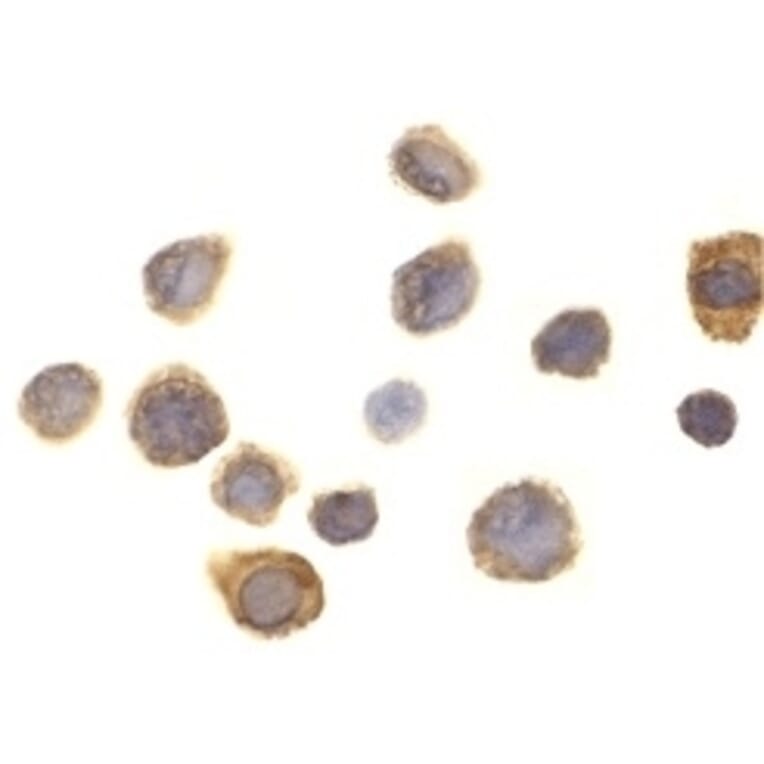 Immunocytochemistry - Anti-SIRP alpha Antibody (A283857) - Antibodies.com