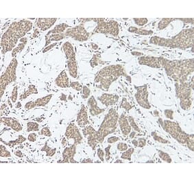 Immunohistochemistry - Anti-IL-17A Antibody - BSA and Azide free (A283861) - Antibodies.com