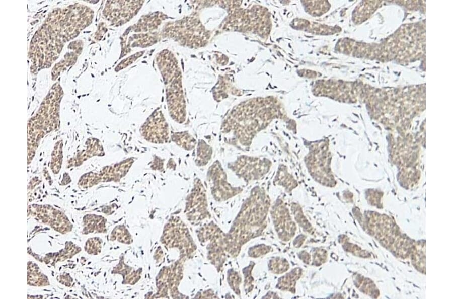 Immunohistochemistry - Anti-IL-17A Antibody - BSA and Azide free (A283861) - Antibodies.com