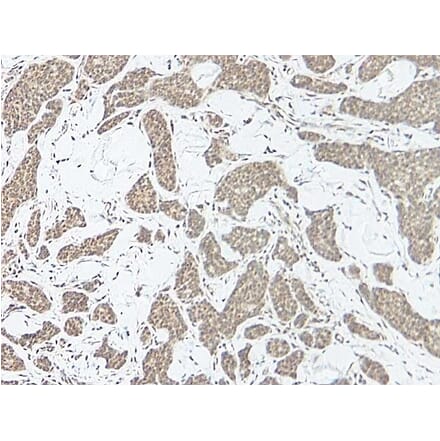 Immunohistochemistry - Anti-IL-17A Antibody - BSA and Azide free (A283861) - Antibodies.com