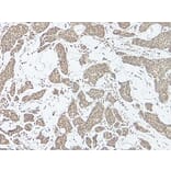 Immunohistochemistry - Anti-IL-17A Antibody - BSA and Azide free (A283861) - Antibodies.com