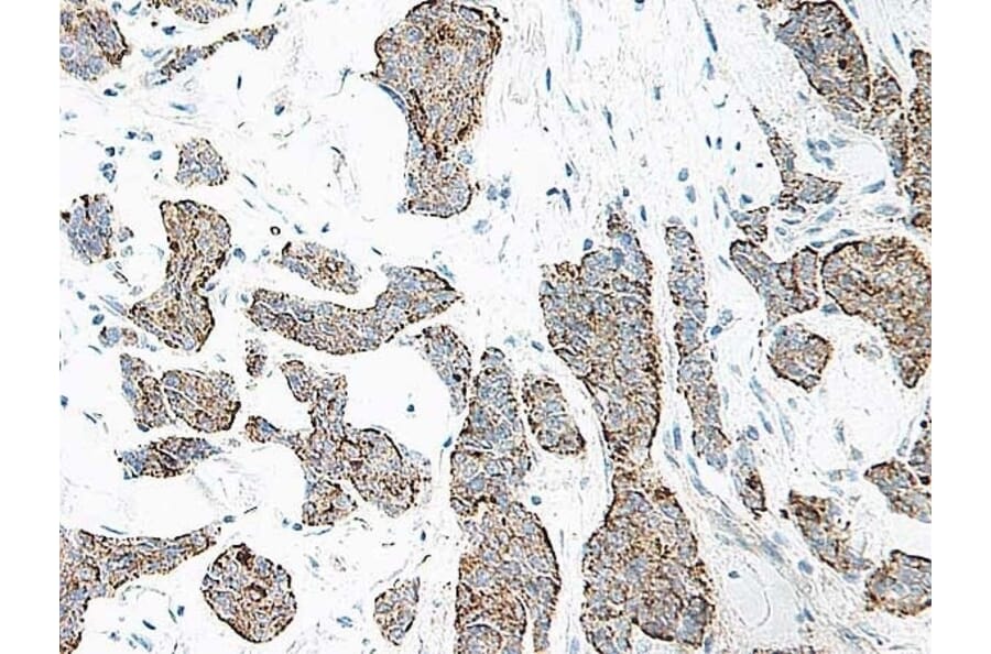 Immunohistochemistry - Anti-IL-17A Antibody - BSA and Azide free (A283861) - Antibodies.com