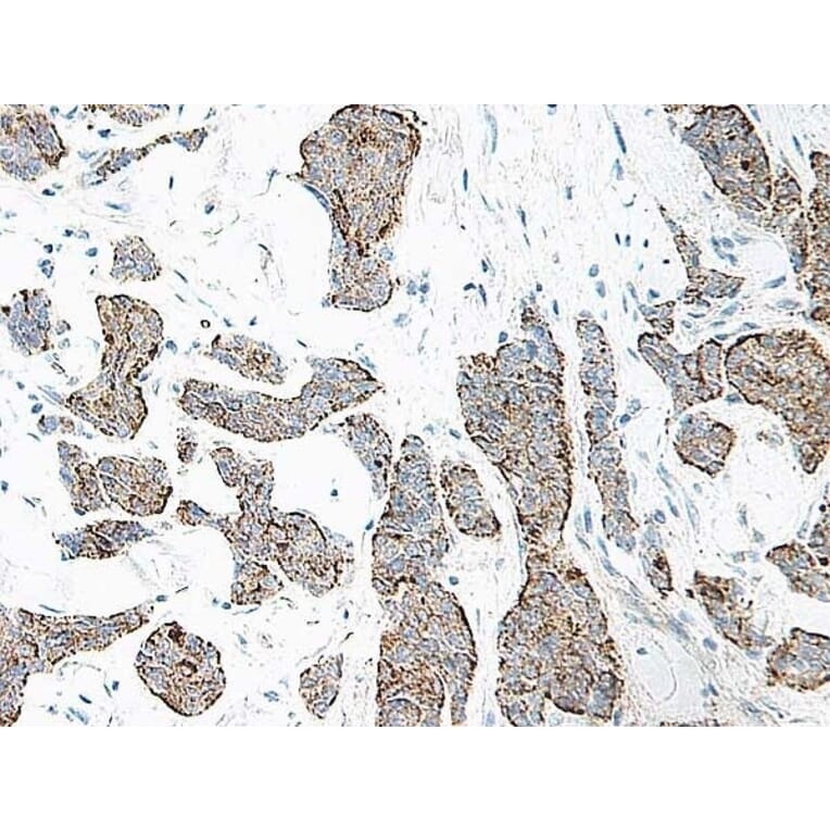 Immunohistochemistry - Anti-IL-17A Antibody - BSA and Azide free (A283861) - Antibodies.com