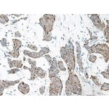 Immunohistochemistry - Anti-IL-17A Antibody - BSA and Azide free (A283861) - Antibodies.com