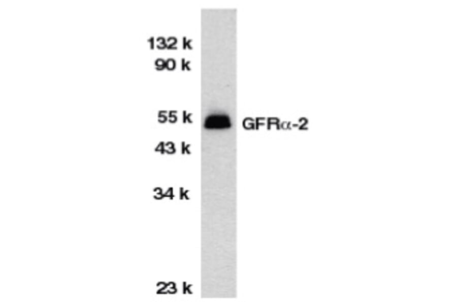 Western Blot - Anti-GDNF Receptor alpha 2 / GFRA2 Antibody (A283862) - Antibodies.com