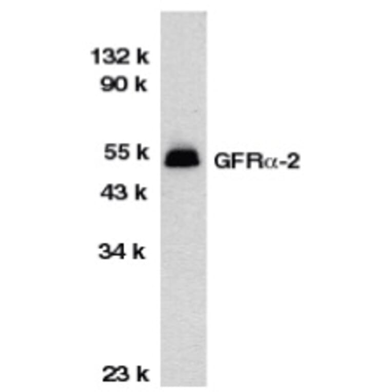 Western Blot - Anti-GDNF Receptor alpha 2 / GFRA2 Antibody (A283862) - Antibodies.com