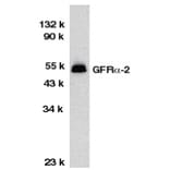 Western Blot - Anti-GDNF Receptor alpha 2 / GFRA2 Antibody (A283862) - Antibodies.com
