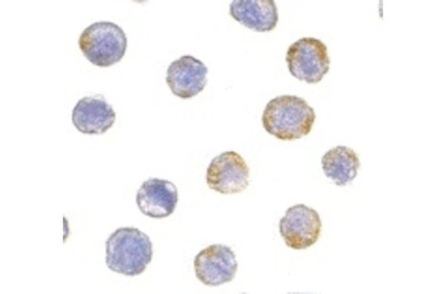 Immunocytochemistry - Anti-GDNF Receptor alpha 2 / GFRA2 Antibody (A283862) - Antibodies.com